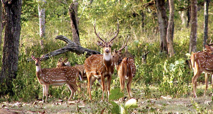 Travel and Tourism in Mangalore